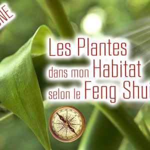 Formation Les Plantes dans mon habitat selon le Feng Shui